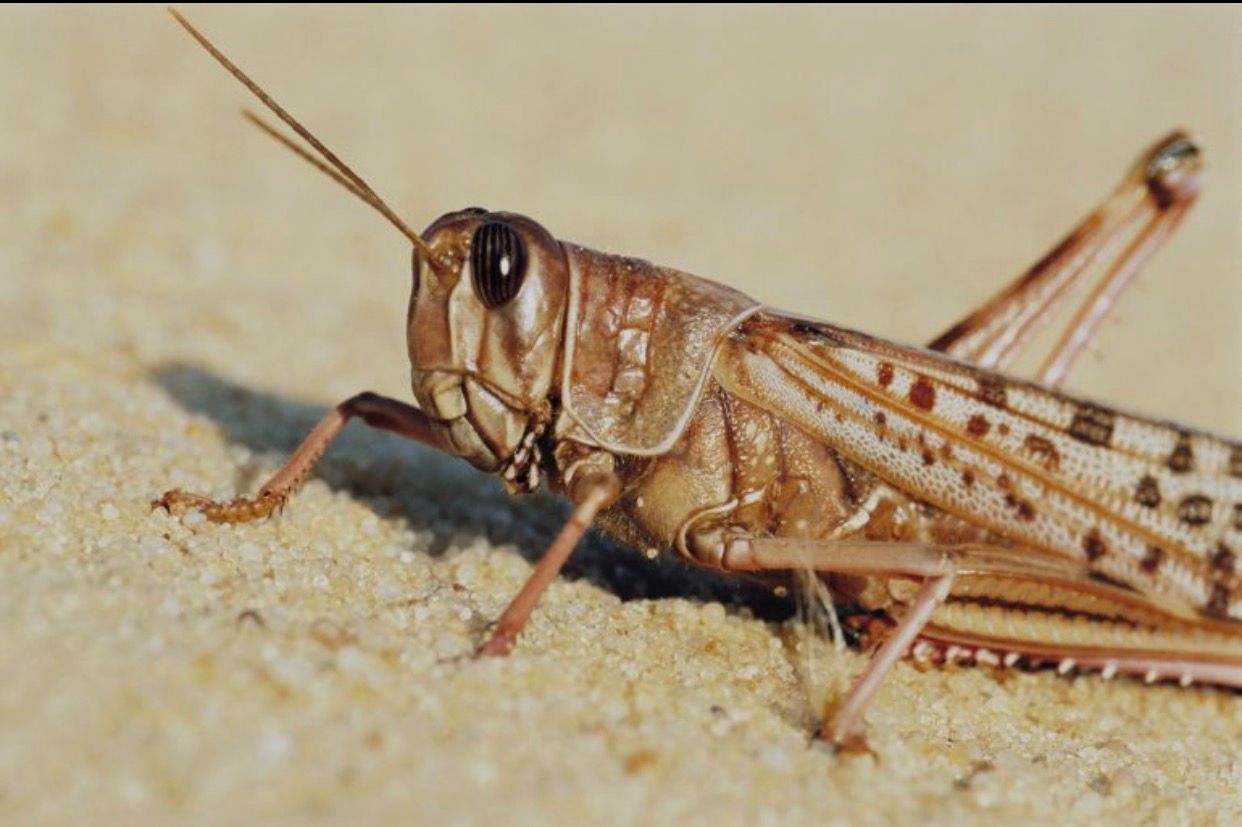استقرار الوضع الوبائي للجراد في ليبيا