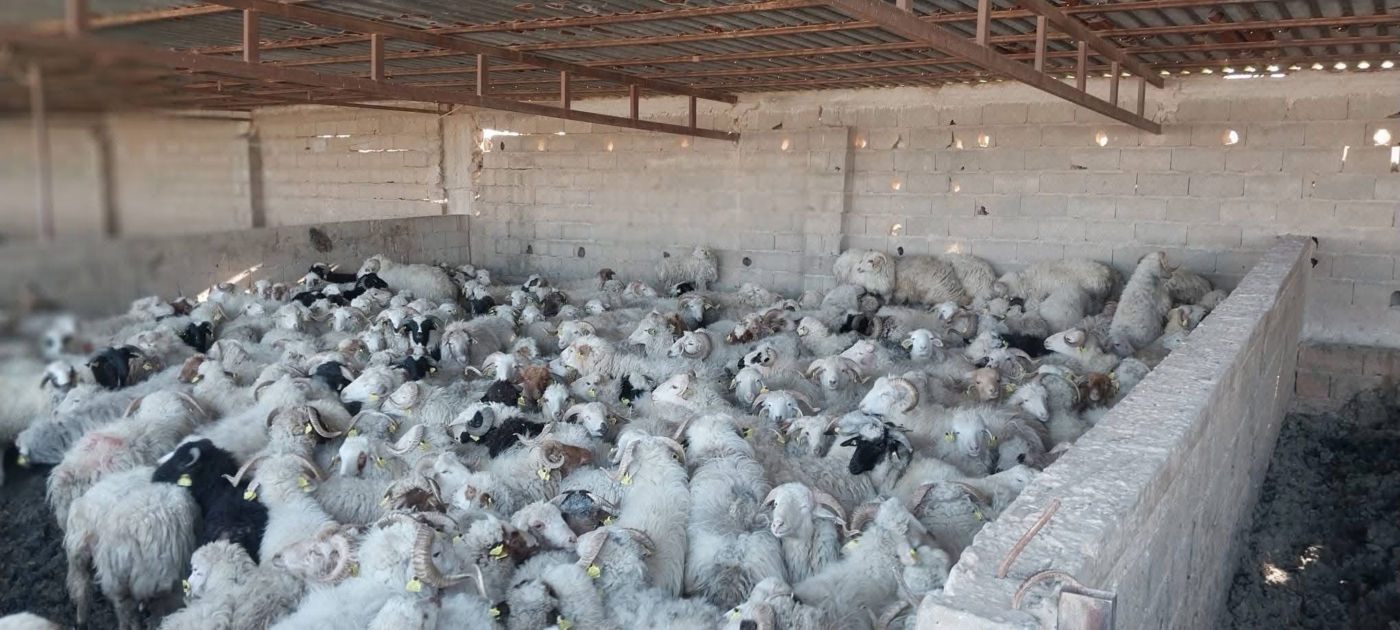 وصول شحنة مواشٍ مدعومة إلى بلدية المرج