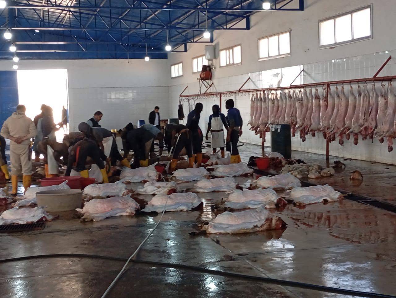 استمرار ذبح وتوزيع المواشي المدعومة في سرت لليوم الثاني