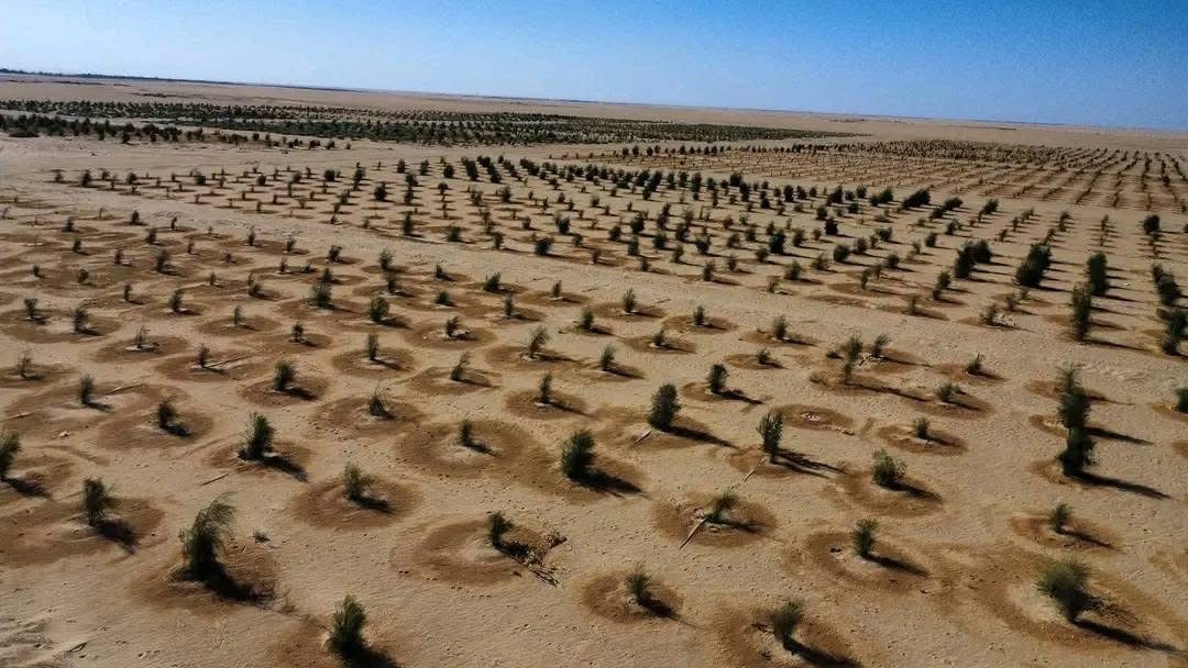 المؤسسة الوطنية للنفط تطلق المرحلة الثانية لتشجير 30 هكتاراً بمحيط حقل النافورة