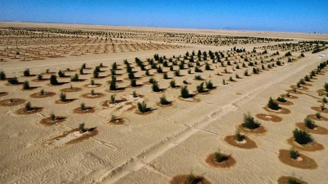 المؤسسة الوطنية للنفط تطلق المرحلة الثانية لتشجير 30 هكتاراً بمحيط حقل النافورة