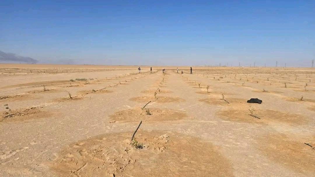 المؤسسة الوطنية للنفط تطلق المرحلة الثانية لتشجير 30 هكتاراً بمحيط حقل النافورة