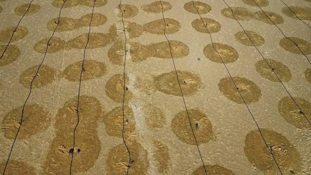 المؤسسة الوطنية للنفط تطلق المرحلة الثانية لتشجير 30 هكتاراً بمحيط حقل النافورة