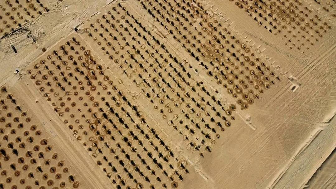 المؤسسة الوطنية للنفط تطلق المرحلة الثانية لتشجير 30 هكتاراً بمحيط حقل النافورة