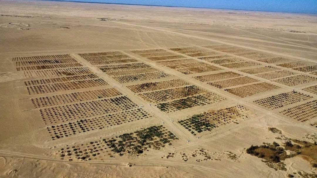 المؤسسة الوطنية للنفط تطلق المرحلة الثانية لتشجير 30 هكتاراً بمحيط حقل النافورة