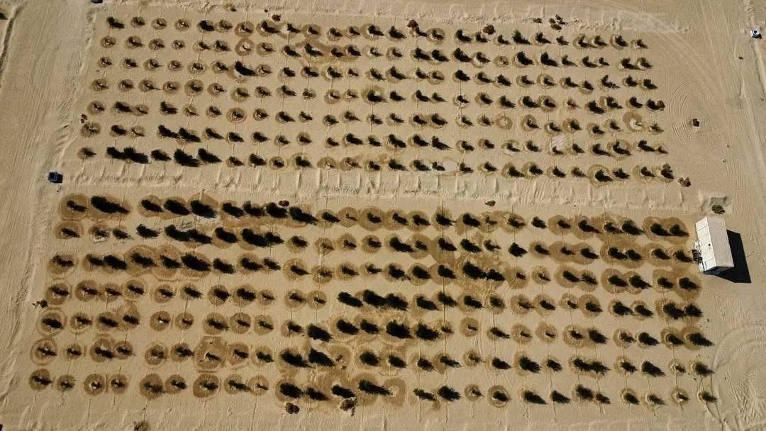 المؤسسة الوطنية للنفط تطلق المرحلة الثانية لتشجير 30 هكتاراً بمحيط حقل النافورة