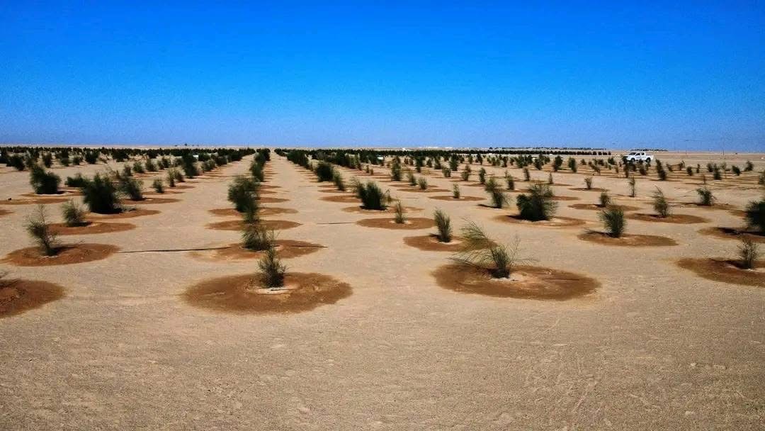 المؤسسة الوطنية للنفط تطلق المرحلة الثانية لتشجير 30 هكتاراً بمحيط حقل النافورة