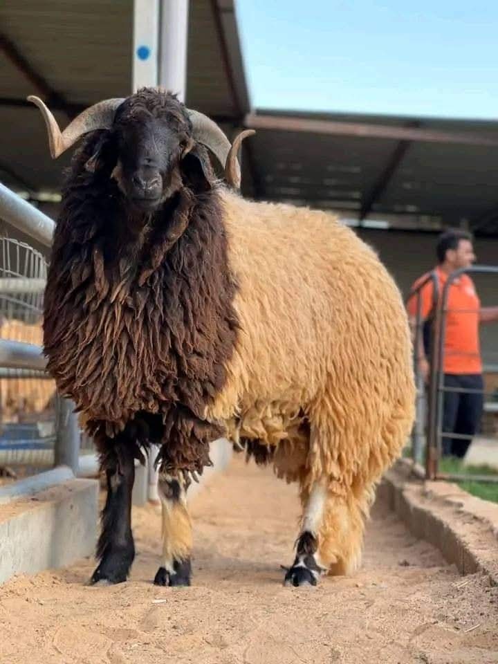 ارتفاع المخاطر على الخروف البرقاوي مع اقتراب عيد الأضحى وارتفاع الأسعار