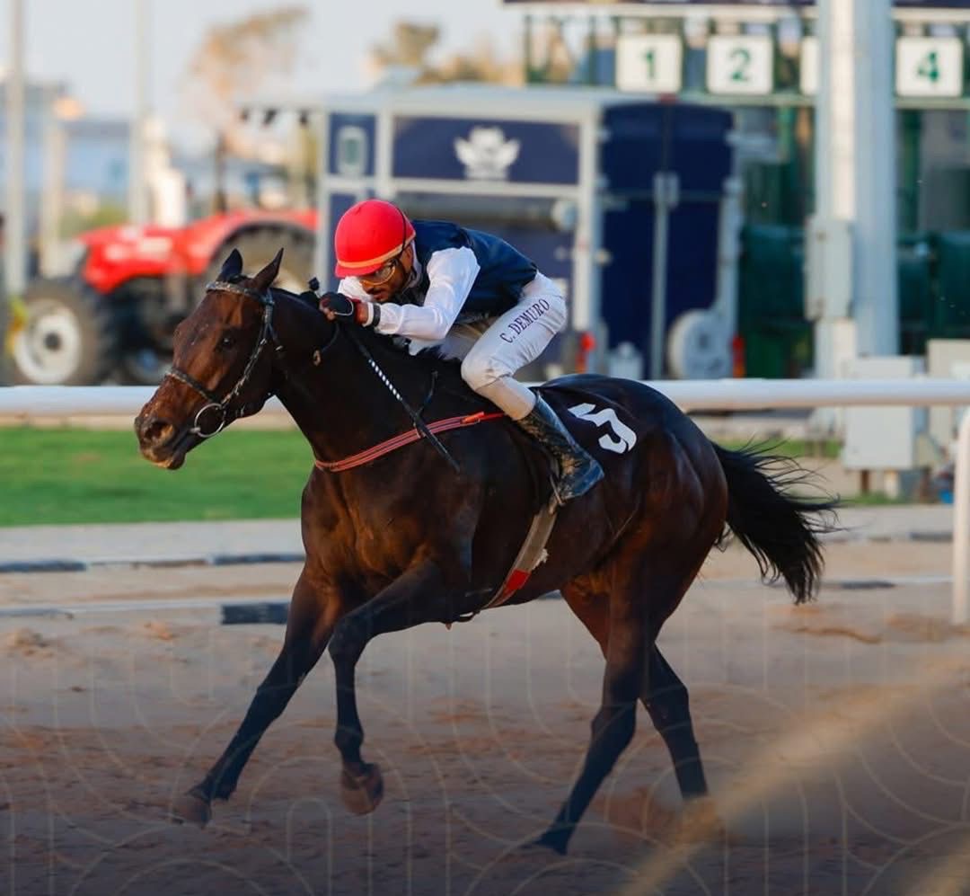 الجواد “BOTHAR” لإسطبلات أكارم يحرز المركز الثاني في سباقات نادي الوطن التمهيدية