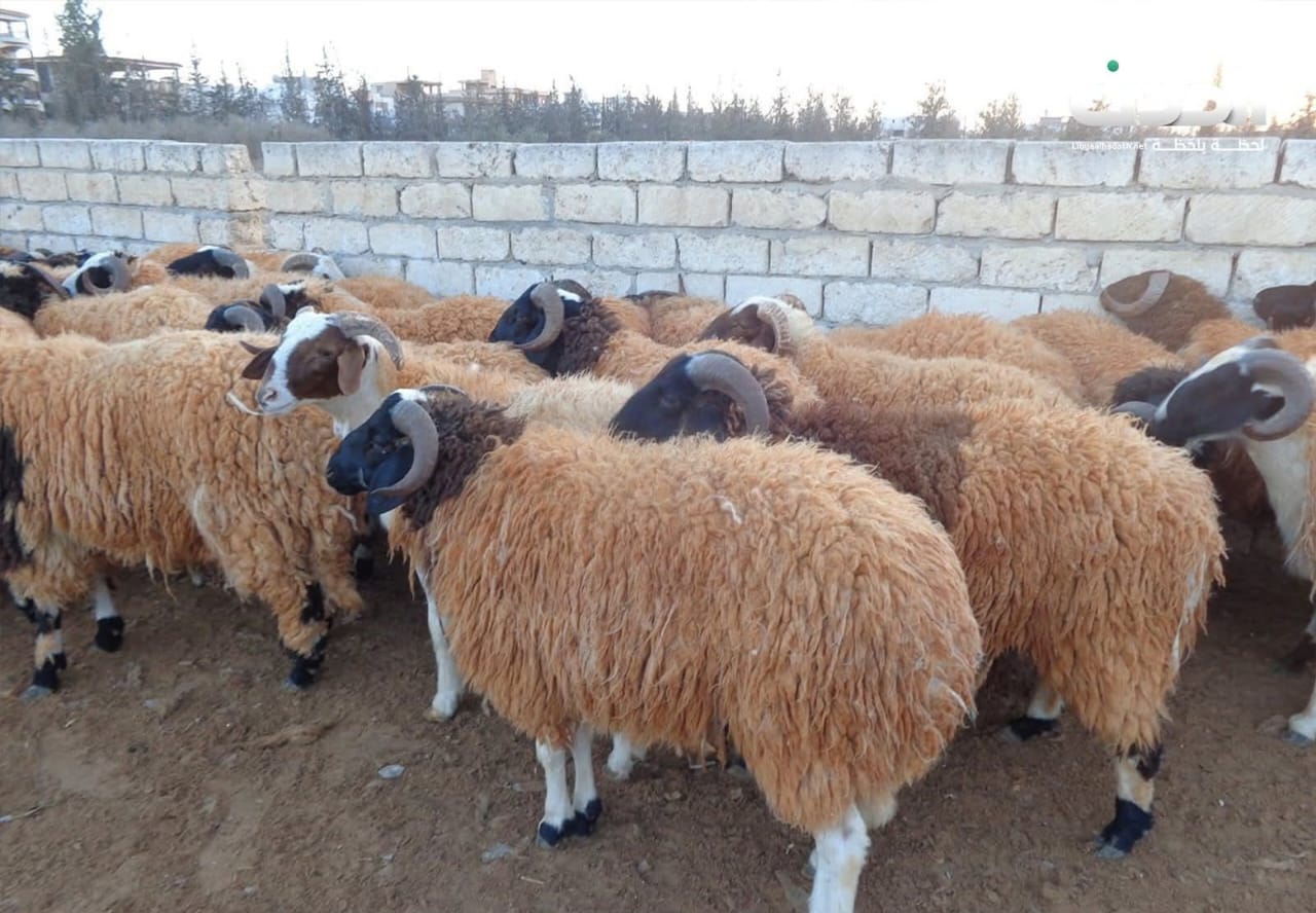 الصحة الحيوانية: لم يتم تسجيل إصابات بمرض جدري الأغنام في الجبل الأخضر