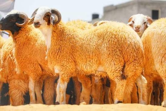 مصرف الجمهورية يطلق قرض “عطاء” لتمويل أضاحي العيد عبر “مصرفي بلس”