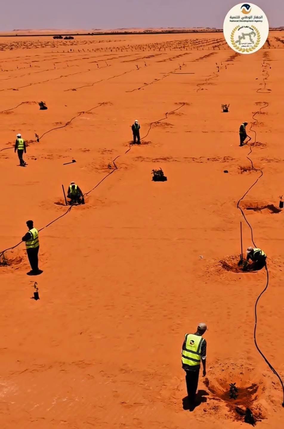 الجهاز الوطني للتنمية يطلق المرحلة الثانية من مشروع زراعة 50 ألف فسيلة نخيل بالكفرة