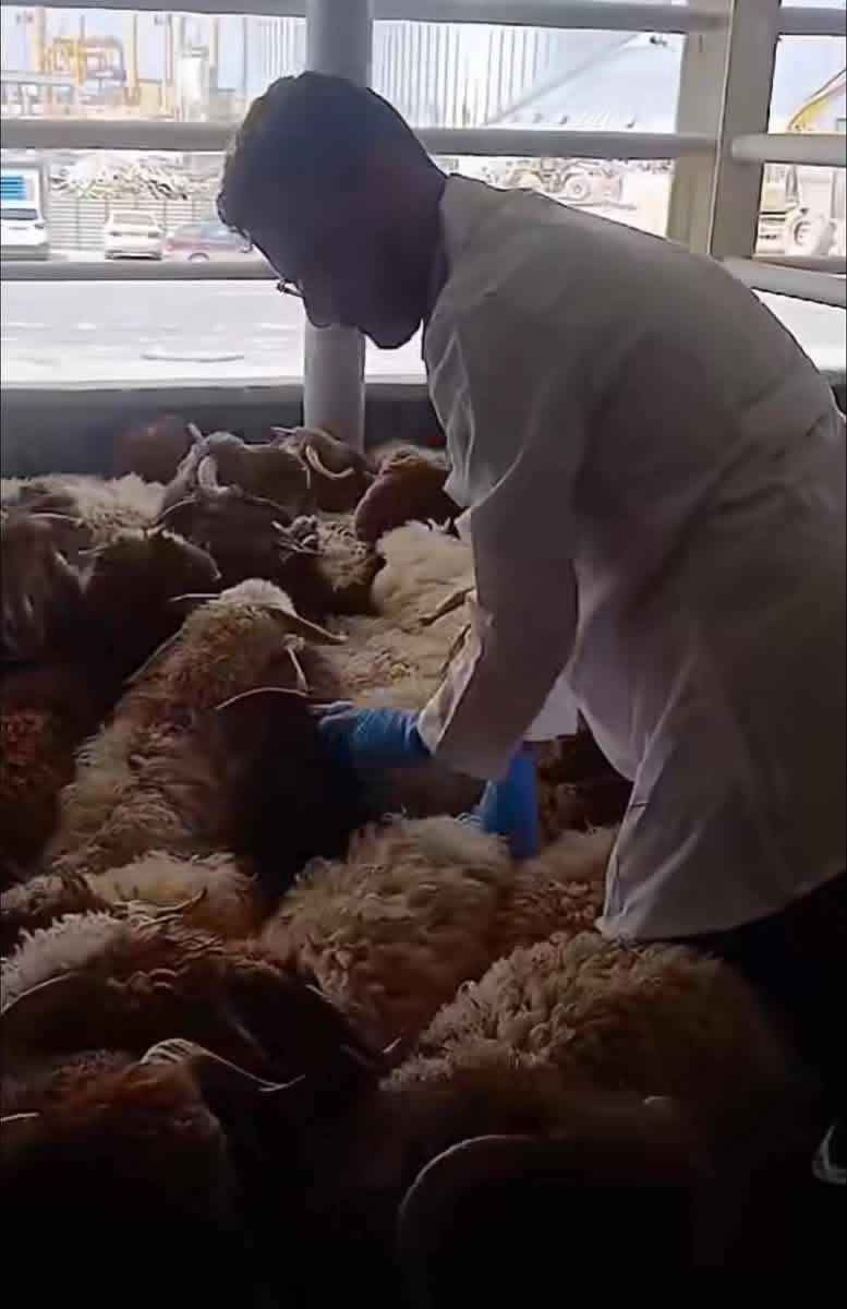 وصول الباخرة الثالثة المحمّلة بالأغنام الشامية إلى ميناء بنغازي