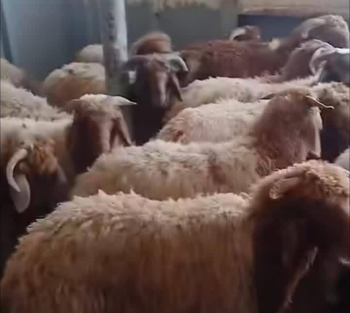 وصول الباخرة الثالثة المحمّلة بالأغنام الشامية إلى ميناء بنغازي