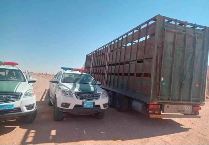 ضبط شحنة أبقار مصابة بالحمى القلاعية وإغلاق أسواق الماشية بالجبل الأخضر