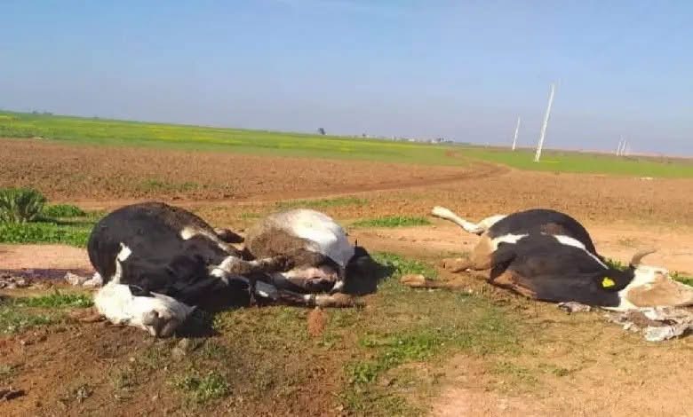 ضبط شحنة أبقار مصابة بالحمى القلاعية وإغلاق أسواق الماشية بالجبل الأخضر
